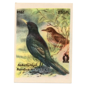 Common blackbird