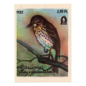 Song thrush