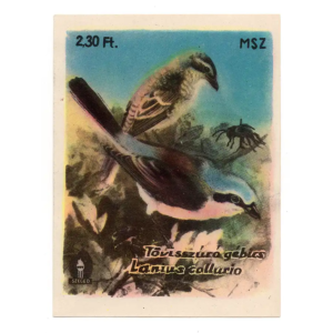 Red-backed shrike