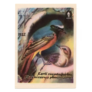 Common redstart