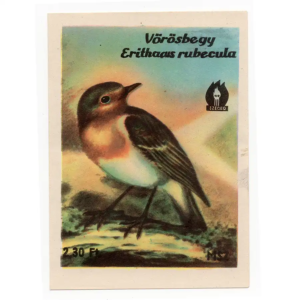 European robin