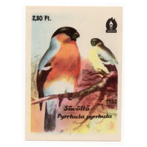 Eurasian bullfinch