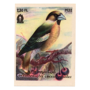 Hawfinch