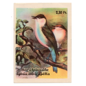 Eurasian blackcap
