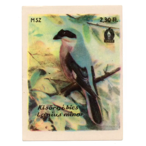 Lesser grey shrike
