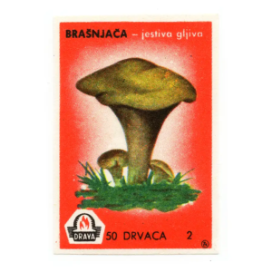 Yugoslavia Nature - Mushrooms
