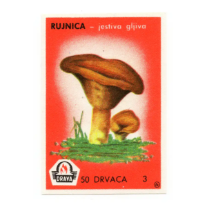 Yugoslavia Nature - Mushrooms