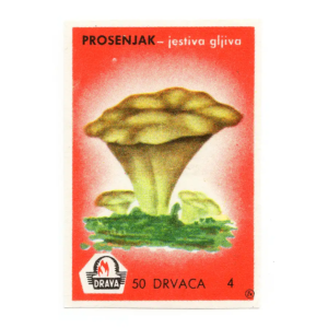 Yugoslavia Nature - Mushrooms