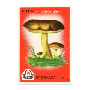Yugoslavia Nature - Mushrooms