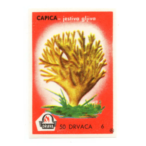 Yugoslavia Nature - Mushrooms