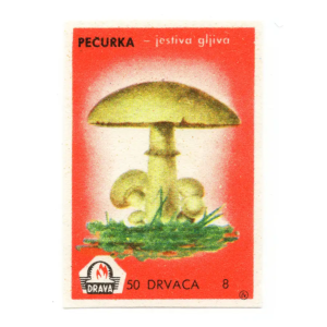 Yugoslavia Nature - Mushrooms