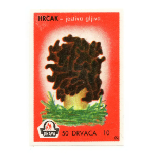 Yugoslavia Nature - Mushrooms