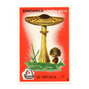 Yugoslavia Nature - Mushrooms