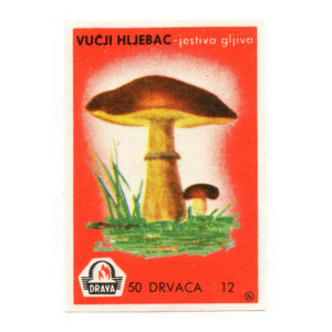 Yugoslavia Nature - Mushrooms